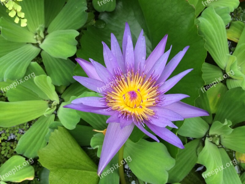 Flower Green Violet Flowers Nature