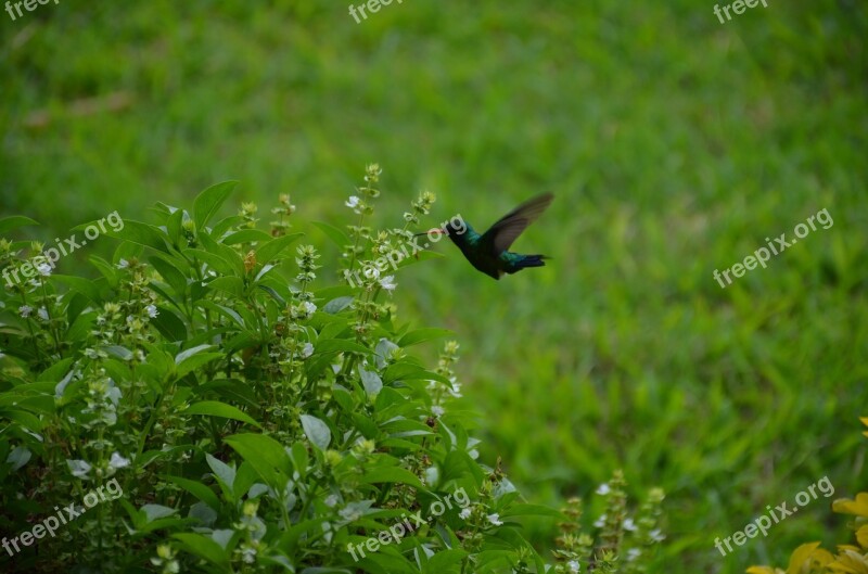 Humming Bird Flowers Bird Nature Humming-bird