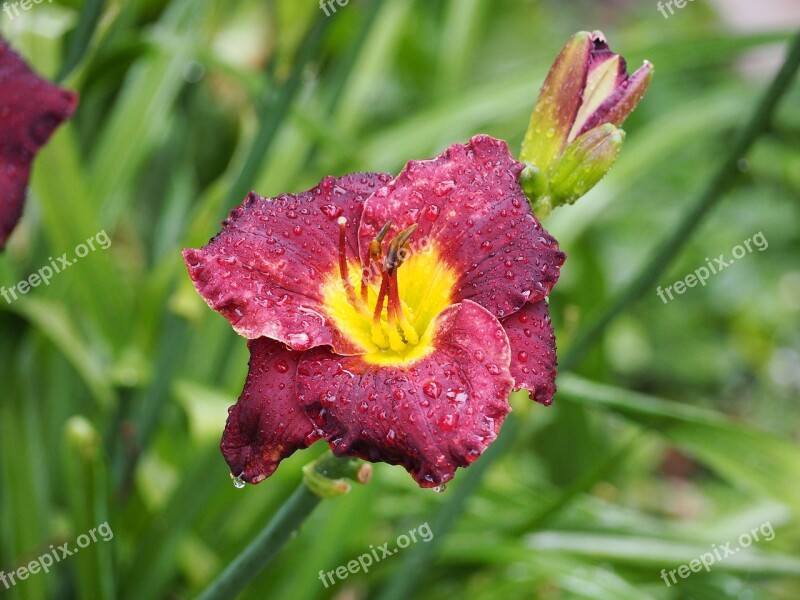 Lily Water Drops Flower Purple Yellow