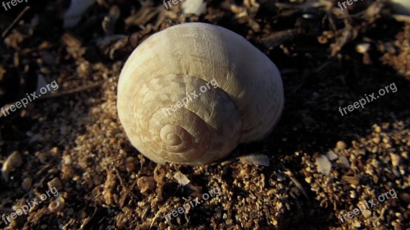 Shell Helix Nature Spiral Free Photos