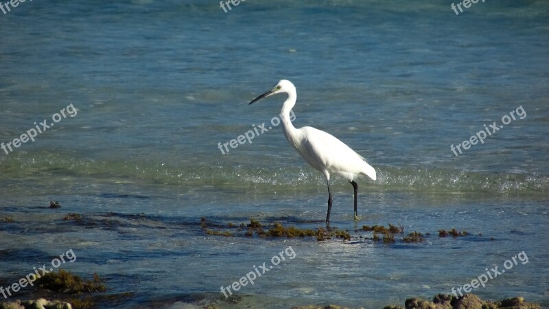 Heron Seabird Bird Nature Wildlife