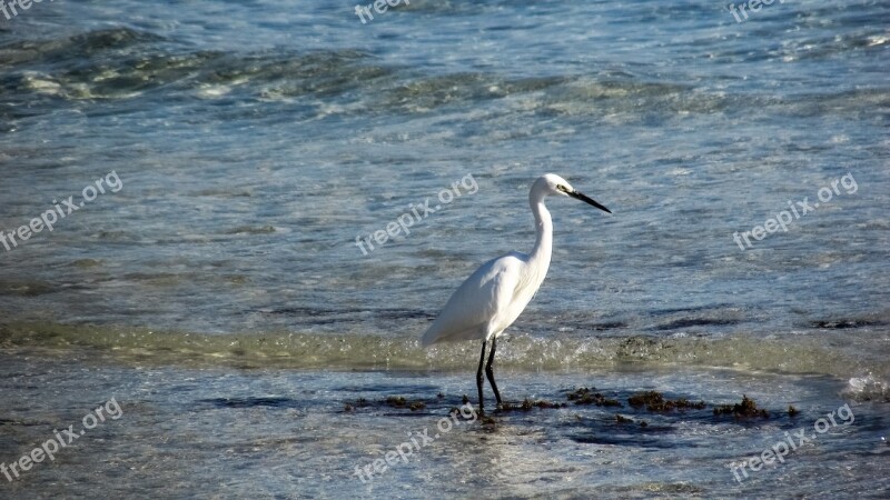 Heron Seabird Bird Nature Wildlife