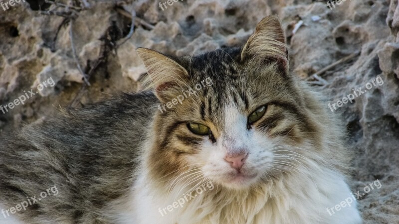 Cat Stray Animal Cute Homeless