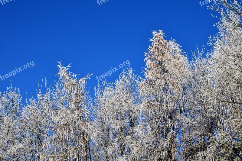 Winter Trees Snow Wintry Winter Trees