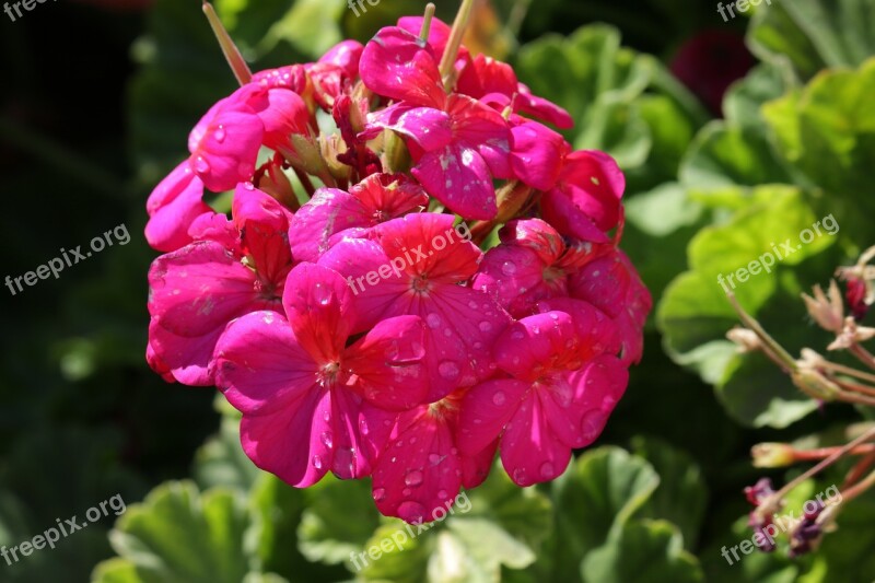 Geranium Flowers Garden Romantic Garden Rose Petals