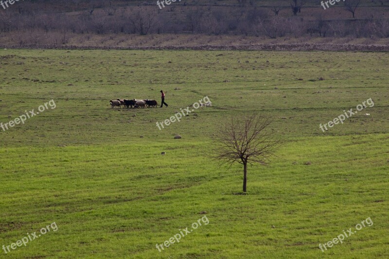 Nature Landscape Choudhury Sheep Tree