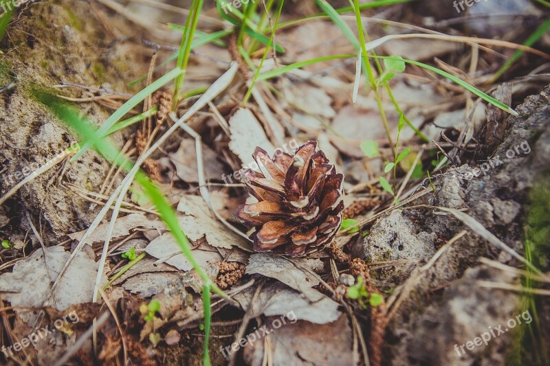 Pine Cone Forest Grass Cones Nature