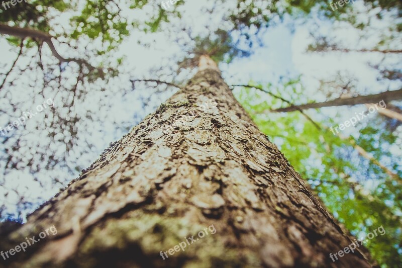 Tree Bark Tree Bark Trunk Texture