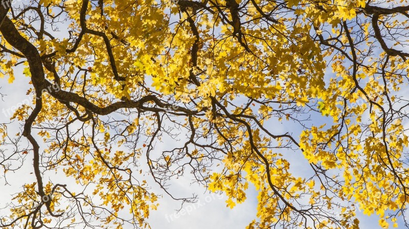 Autumn The Leaves Sky United Kingdom Scotland