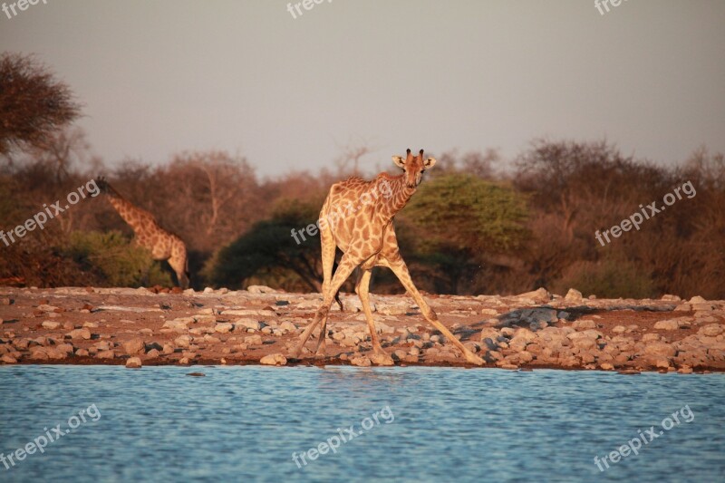 Africa Savannah Safari Nature Bush