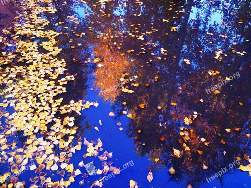 Reflection In The Water Golden Autumn Yellow Leaves Autumn Leaf Free Photos