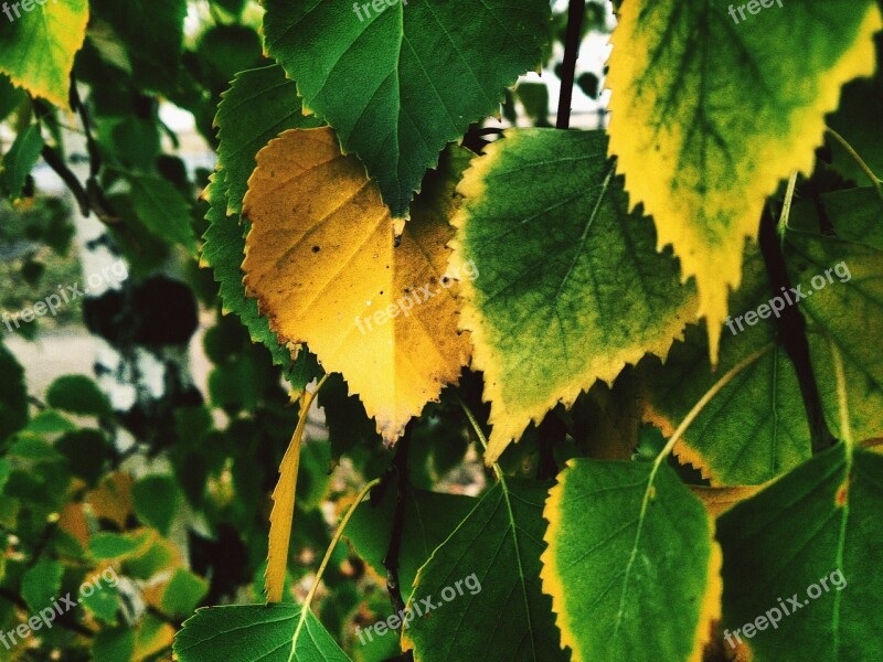 Yellow Sheet Birch Autumn Free Photos