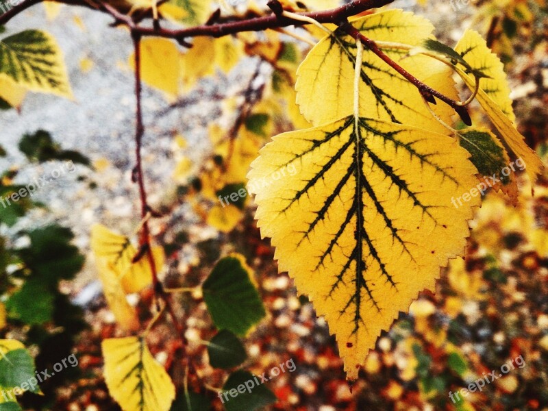 Leaves Fall Colors Yellowed Sheet Golden Autumn Autumn Nature