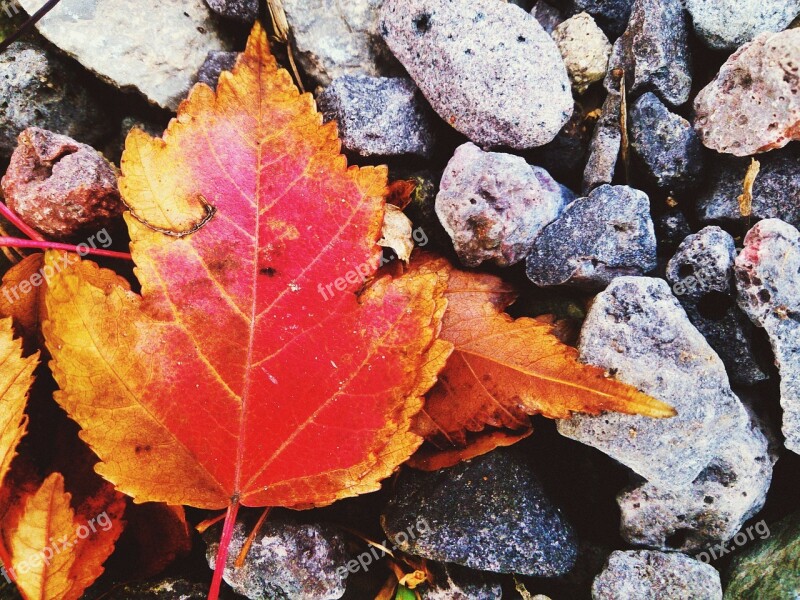 Autumn Red Leaf Autumn Nature Free Photos