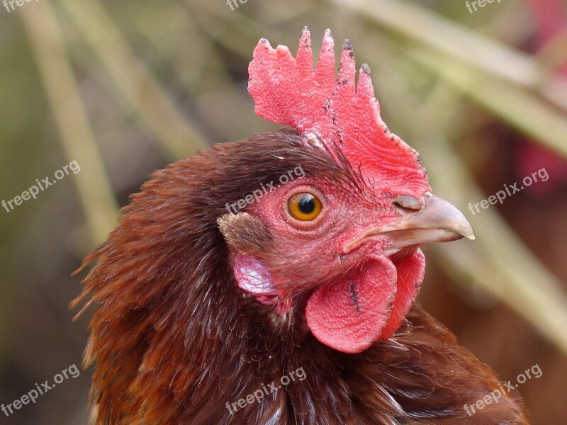 Chickens Bird Galliformes Nature Poultry