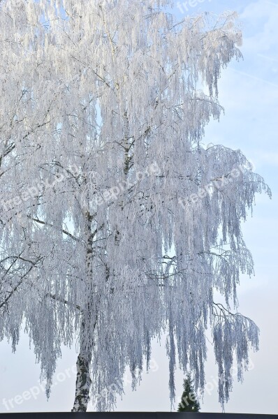 Birch Tree Winter Ice Iced