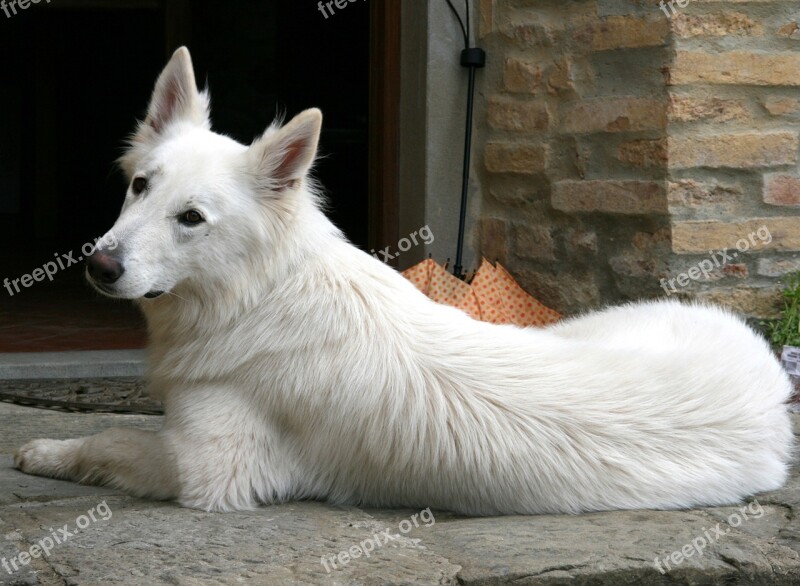 White Shepherd Swiss Shepherd Dog Dog Animal Portrait Free Photos