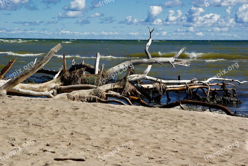 Baltic Sea Latvia Driftwood Wild Nature Free Photos