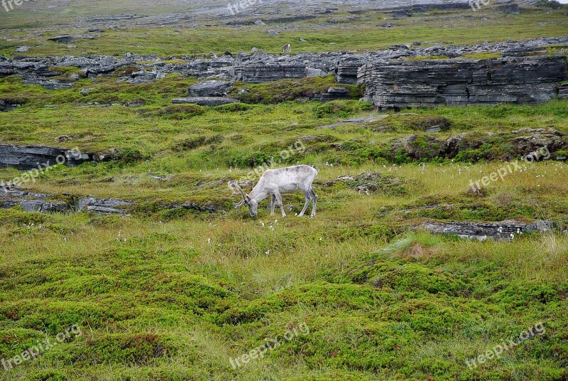 Norway Northern Cape Rennes Deer Lapland