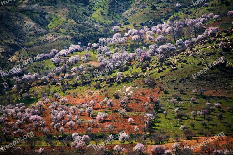 Spring Tree Mountain Landscape Green