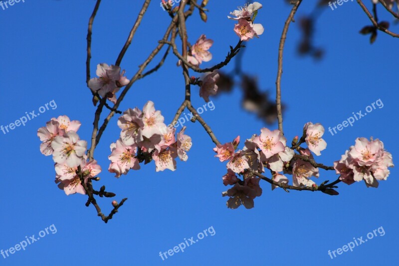 Spring Flower Nature Flowers Almond