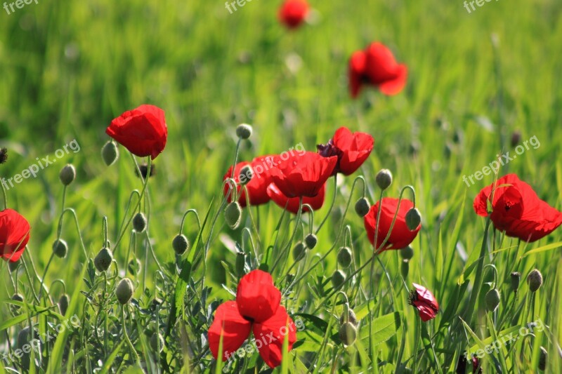 Papaver Rhoeas Flower Red Green Doga