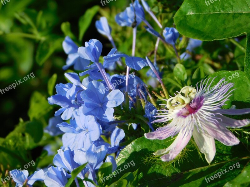 Flower Blue Lilac Flowers Plants