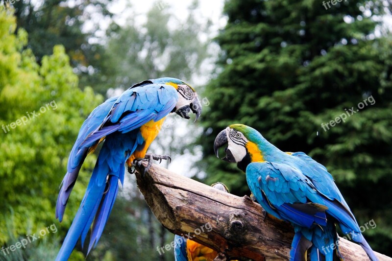 Parrots Zoo Parrot Bird Animal