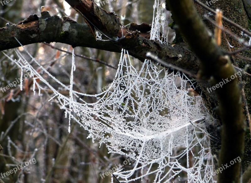 Web Spider Morning Gel Frost Winter