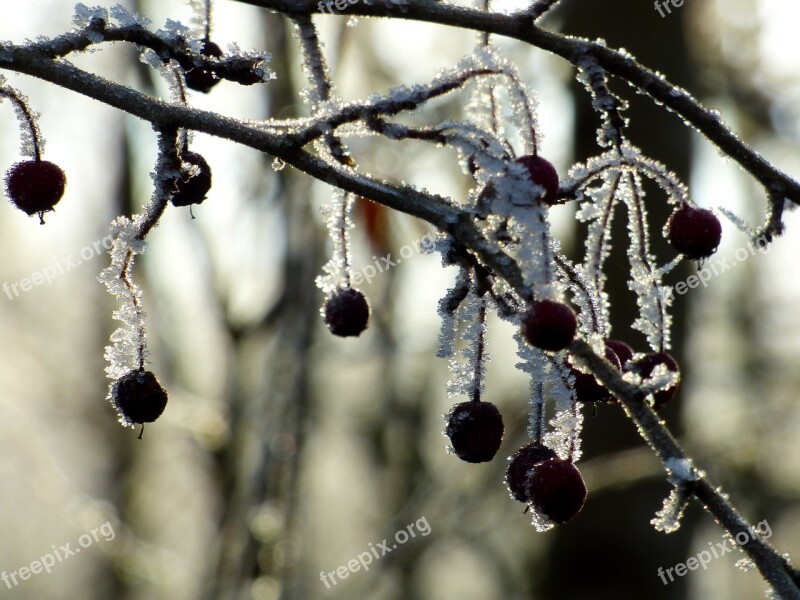 Bay Red Gel Winter Nature