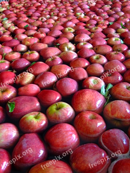 Apple Red Fruit Red Apple Nature