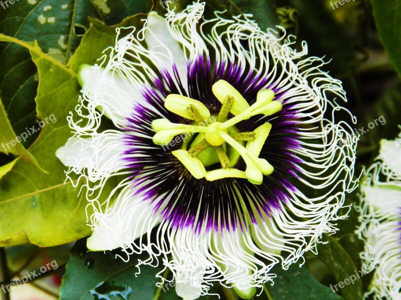 Passion Fruit Flower Nature Flowers Beauty