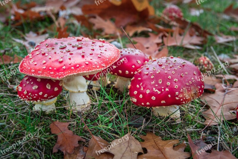 Matryoshka Red Fly Agaric Mushroom Mushrooms Forest Nature