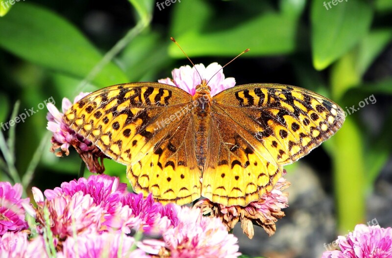 Butterfly Great Spangled Fritillary Fritillary Insect Nature