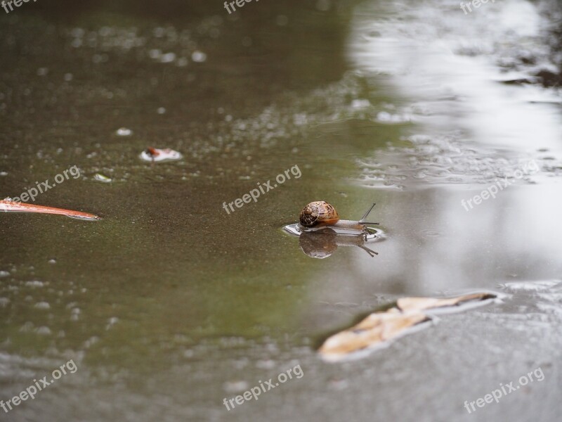 Snail Puddle Wet Reflection Texture