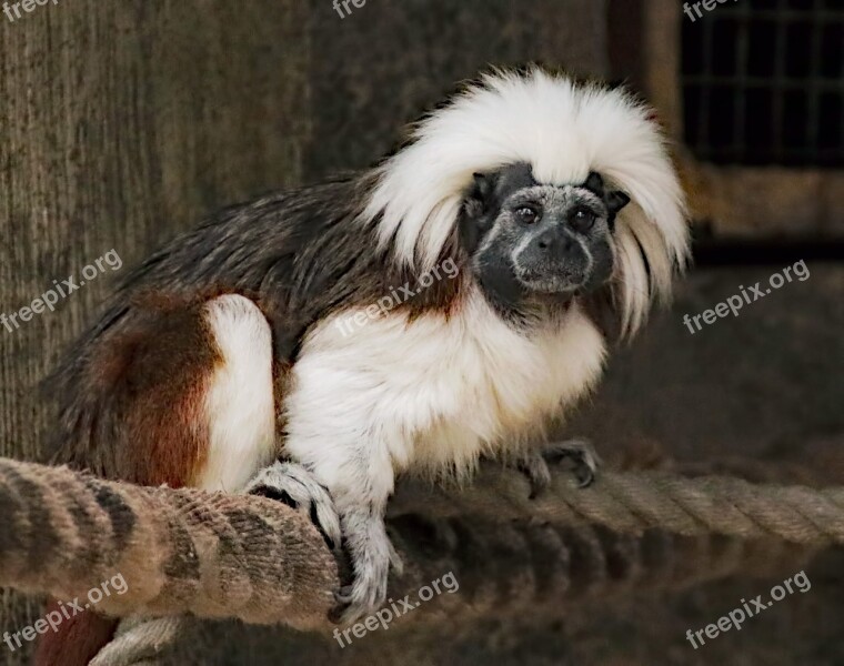 Marmoset Monkey Animal Ape Wildlife