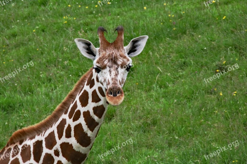 Baby Giraffe Long Neck Giraffe Animal Mammal