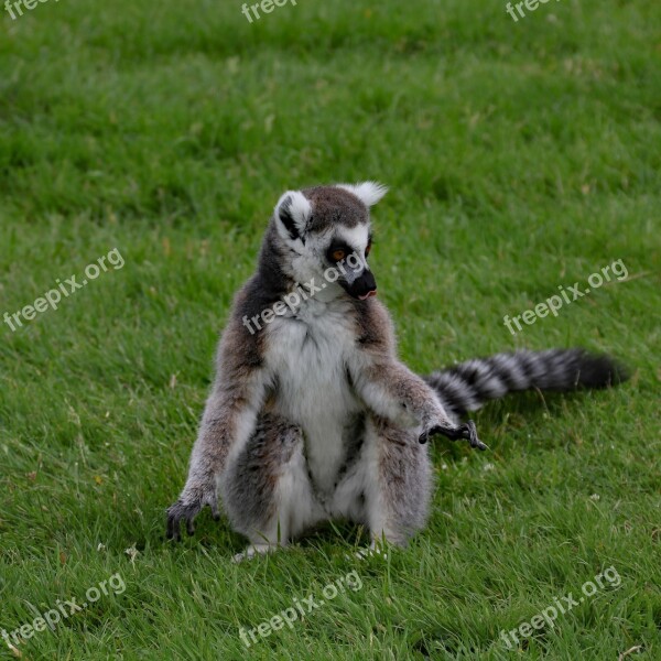 Lemur Madagascar Animal Wildlife Mammal