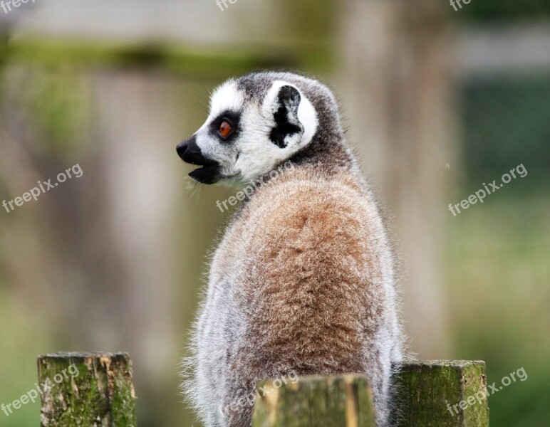 Lemur Monkey Madagascar Animal Wild