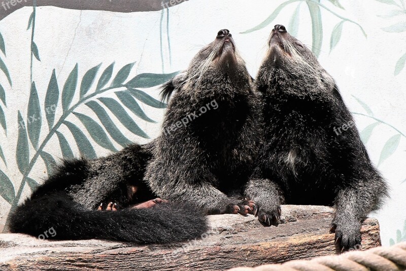 Binturong Bearcat Mammal Carnivore Animal