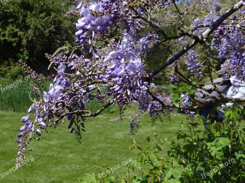 Wisteria Spring Purple Blossom Season