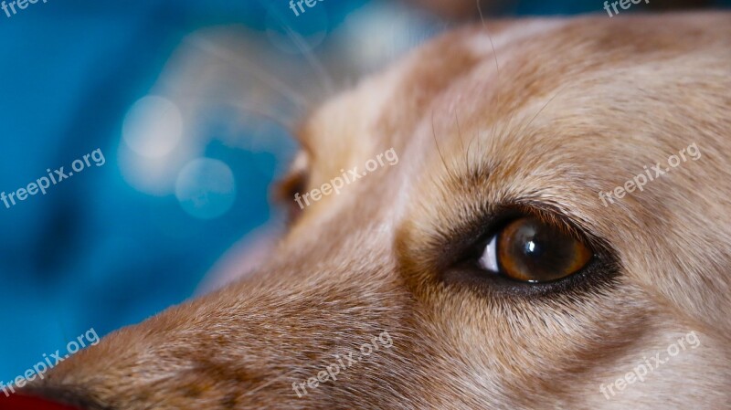 Dog Look Innocent Eyes Close