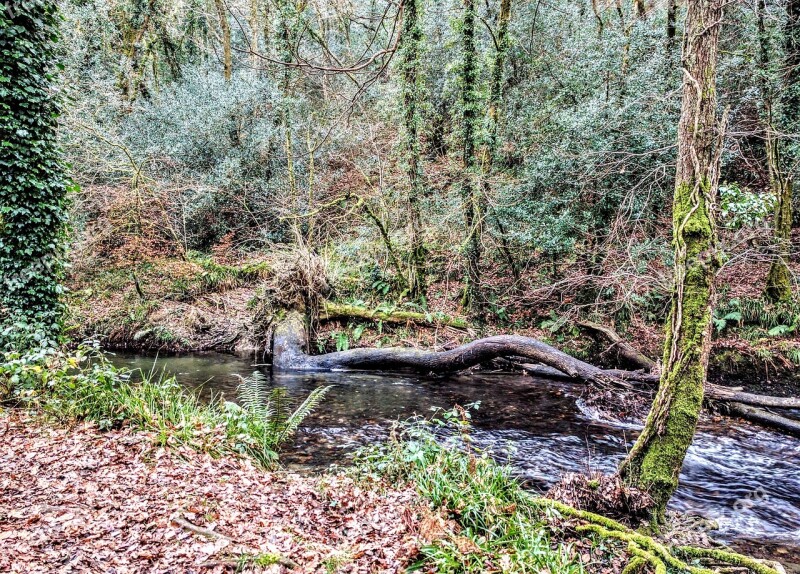 Tree River Nature Cornwall Woods