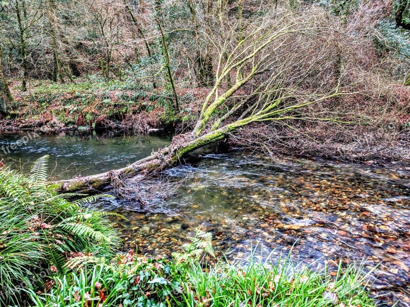 Tree River Bridge Woods Woodland