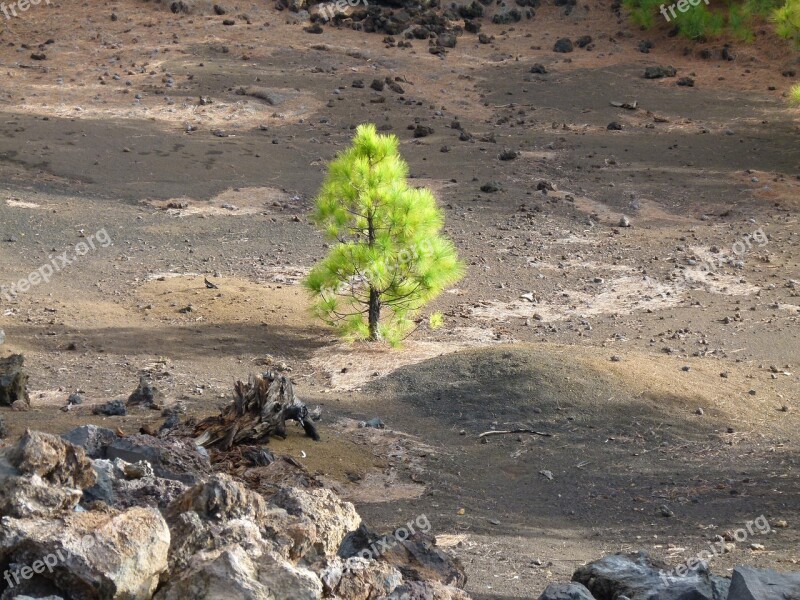 Pine Green Tree Conifer Karg