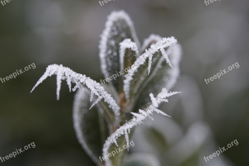 Leaves Frozen Eiskristalle Frost Ice