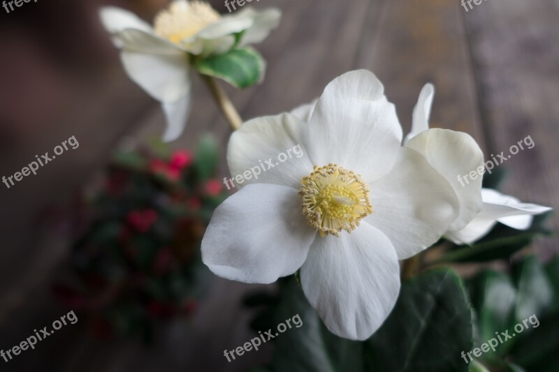 Christmas Rose Flower White Winterblueher Blossom