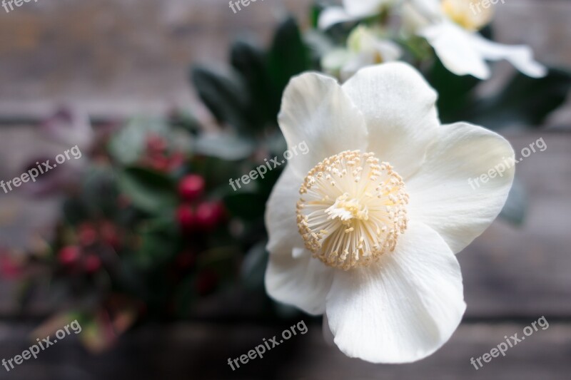 Christmas Rose Flower White Winterblueher Blossom