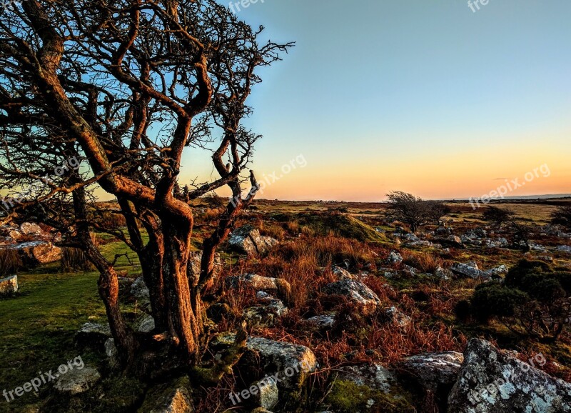 Cornwall Tree Lonely Sunset Landscape