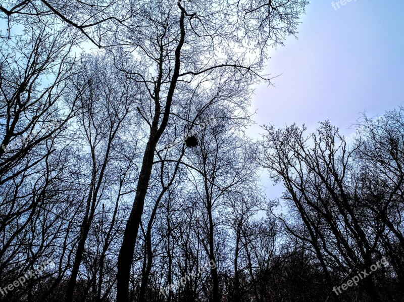 Trees Evening Cornwall Woods Forest